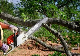 Seasonal Cleanup (Spring/Fall) in West Dennis, MA