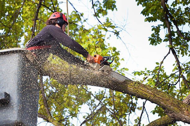 How Our Tree Care Process Works  in  West Dennis, MA